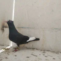 کبوتر|پرنده|چابهار, |دیوار