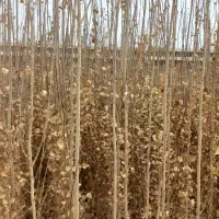 نهال دو ساله درجه یک صنوبر