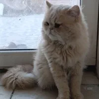 واگذاری  گربه پرشین