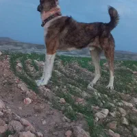 سگ گله ونگهبان بشرط|سگ|پیشخور, |دیوار