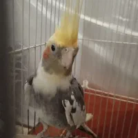 عروس بازیگوش