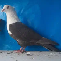 پنج تا کلاغ رسمی نواری کله سفید