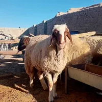 میش‌سنجابی‌جوان