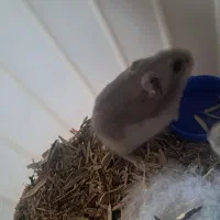 همستر|موش و خرگوش|قم, شهدا|دیوار