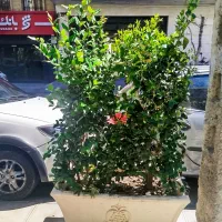 خدمات باغبانی تعویض خاک گلدان کاشت گل باغبان سمپاش|خدمات باغبانی و درختکاری|تهران, نیروی هوایی (پیروزی)|دیوار