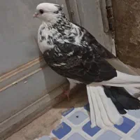 کفتر پرشی|پرنده|زارچ, |دیوار