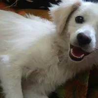سگ پاکوتاه|سگ|قزوین, |دیوار