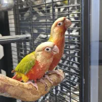 گرینچیک سرلاکی و دون خور|پرنده|مشهد, آبکوه|دیوار