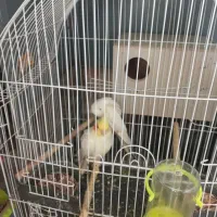 یک جفت عروس هلندی مولد|پرنده|شیراز, شهرک والفجر|دیوار