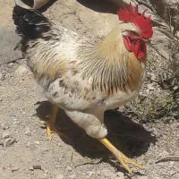 خروس