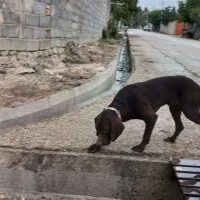 توله سگ دنبالانی حرفی|سگ|گلی داغ, |دیوار