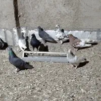 حراج ده تاکفتر پول یه دونه