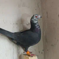 بزک سیاه کله سفید