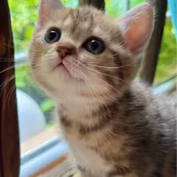 گربه بریتیش نر و ماده