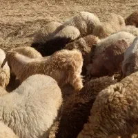 بزغاله نر جوان