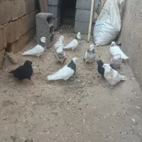 کفتر طوقی