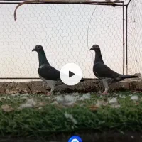 نر ماده چاپی وانروی مسافتی انتیک