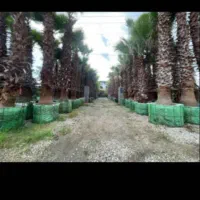 پالم واشنگتن ریشه پرس