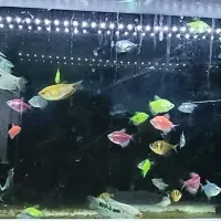 ماهی آکواریومی