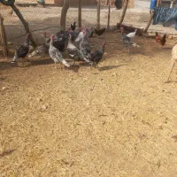 16عدد‌بقلمون‌محلی|حیوانات مزرعه|نوبندگان, |دیوار