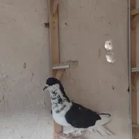 کفتر قلدر