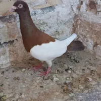 یک جفت یهودی به شرط