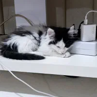 گربه خانگی واکسینه