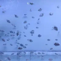 ماهی سیچلاید کانوکیت|ماهی|سقز, |دیوار