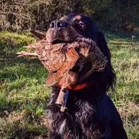 توله آلمانی اصیل ۴ماهه|سگ|صومعهسرا, |دیوار