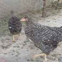 مرغ و خروس نژاد آمروک
