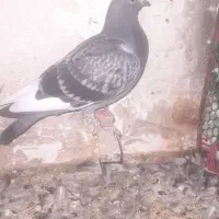 کبوتر مسافتی