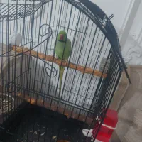 طوطی ملنگو نیمه رام