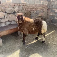 بره نر افشار