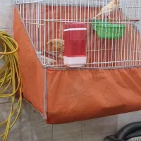 ۴ عدد قناری همراه با قفس