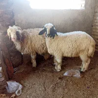 دوعددنر