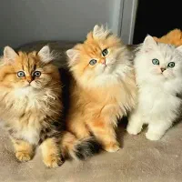 گر به های ارزون تهران (اسکاتیش بریتیش پرشین رگدال)