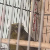 قناری نر بخون دوتا قفس جوجه پرون