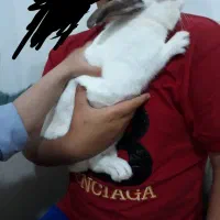 خرگوش خونگی