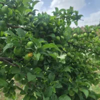 الوچه سبز ریز