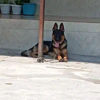 سگ ژرمن|سگ|سنگر, |دیوار