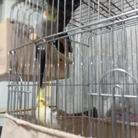 فروش عروس هلندی