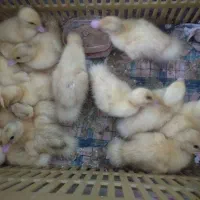 فروش جوجه غاز و جوجه اردک خارجی