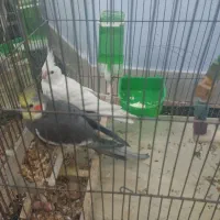 عروس هلندی|پرنده|خرمدره, |دیوار