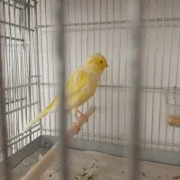 قناری ماده سوپری یک سال نیمه