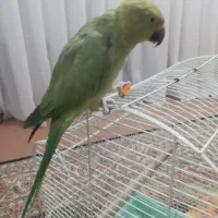 یک جفت ملنگو وجوجه عروس سرلاکی|پرنده|اصفهان, حصه جنوبی|دیوار