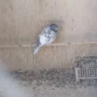 کبوتر|پرنده|قم, شاه سید علی|دیوار