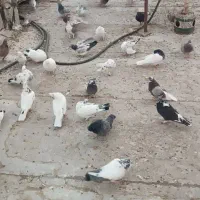 کفتر|پرنده|قم, طلاب غیر ایرانی|دیوار