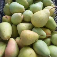 گلابی شیرین