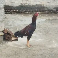 خروس لاری بچه