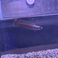 ماهی چانا فایرین آیس